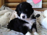 7 chiots Border Collies LOF à réserver