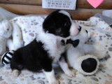 7 chiots Border Collies LOF à réserver