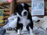 7 chiots Border Collies LOF à réserver