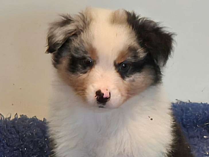 Chiots Bergers Australiens LOF à vendre