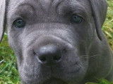 Chiots Cane Corso du champion du monde LOF