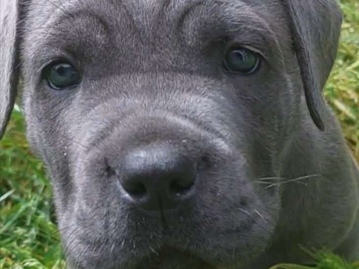 Chiots Cane Corso du champion du monde LOF