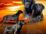 Chiots Cane Corso du champion du monde LOF