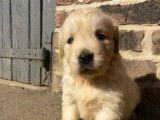 5 chiots Golden Retriever LOF à réserver