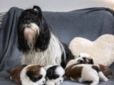 À réserver : 4 chiots Shih Tzu LOF