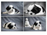 À réserver : 4 chiots Shih Tzu LOF
