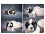 À réserver : 4 chiots Shih Tzu LOF
