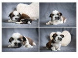 À réserver : 4 chiots Shih Tzu LOF