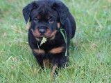 2 chiots Rottweilers disponibles à la vente (LOF)