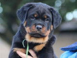 2 chiots Rottweilers disponibles à la vente (LOF)