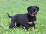 2 chiots Rottweilers disponibles à la vente (LOF)