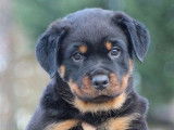 2 chiots Rottweilers disponibles à la vente (LOF)