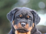 2 chiots Rottweilers disponibles à la vente (LOF)