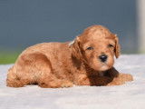 1 chiot femelle Caniche Nain LOF à réserver