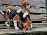 6 chiots Beagle à vendre (LOF)