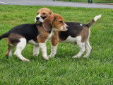 6 chiots Beagle &agrave; vendre (LOF)