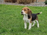 6 chiots Beagle &agrave; vendre (LOF)
