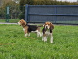 6 chiots Beagle &agrave; vendre (LOF)