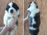 5 chiots Saint-Bernard LOF disponibles à la réservation