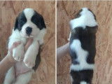5 chiots Saint-Bernard LOF disponibles à la réservation