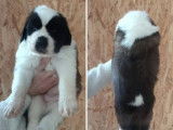 5 chiots Saint-Bernard LOF disponibles à la réservation