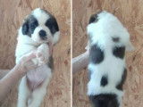 5 chiots Saint-Bernard LOF disponibles à la réservation