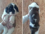 5 chiots Saint-Bernard LOF disponibles à la réservation