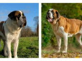 5 chiots Saint-Bernard LOF disponibles à la réservation