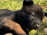 À réserver : 8 chiots Malinois LOF