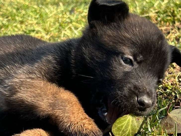 À réserver : 8 chiots Malinois LOF