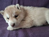 À réserver, 5 chiots mâles Husky Sibérien (LOF)