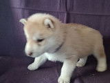 À réserver, 5 chiots mâles Husky Sibérien (LOF)