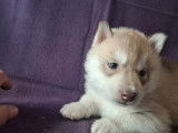À réserver, 5 chiots mâles Husky Sibérien (LOF)