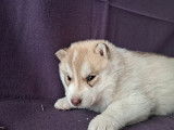 À réserver, 5 chiots mâles Husky Sibérien (LOF)