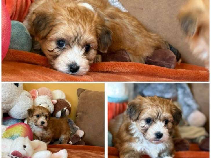 Chiots Bichon Havanais LOF à réserver