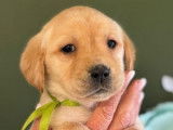 5 chiots Labradors LOF disponibles à l’achat