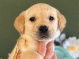 5 chiots Labradors LOF disponibles à l’achat