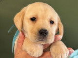 5 chiots Labradors LOF disponibles à l’achat