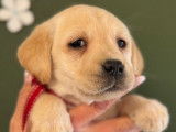 5 chiots Labradors LOF disponibles à l’achat