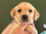 5 chiots Labradors LOF disponibles à l’achat