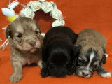 10 chiots Bichon Havanais LOF à réserver