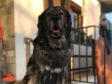 Spartakus, chien sénior à adopter