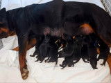À vendre, 3 chiots mâles Rottweiler LOF