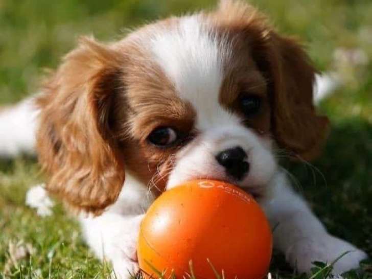 3 chiots Cavalier King Charles LOF à réserver