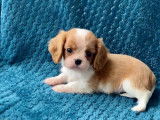 3 chiots Cavalier King Charles LOF à réserver