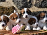 3 chiots Jack Russell Terrier LOF disponibles à la réservation