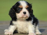 1 chiot mâle Cavalier King Charles LOF tricolore à réserver
