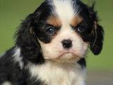 1 chiot mâle Cavalier King Charles LOF tricolore à réserver