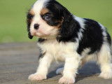 1 chiot mâle Cavalier King Charles LOF tricolore à réserver