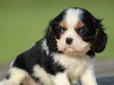 1 chiot mâle Cavalier King Charles LOF tricolore à réserver